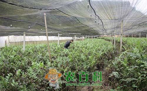 蕨菜的功效作用与人工栽培技术