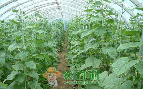 黄瓜黄萎病的发生规律、症状识别及防治方法