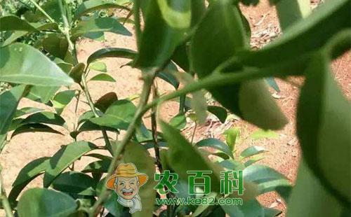 柑橘黑蚱蝉的形态特征、发生规律和防治技术