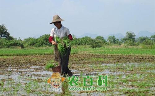 水稻抛秧技术要点知识分析总结