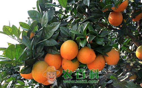脐橙全爪螨的形态特征、生活习性及防治方法