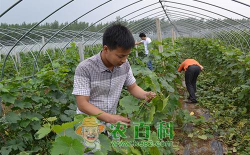 2种葡萄叶蝉的为害特点、发生规律及防治措施