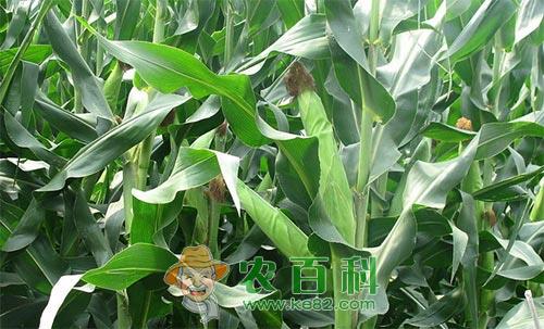 夏玉米苗期管理技术及夏玉米病虫害防治