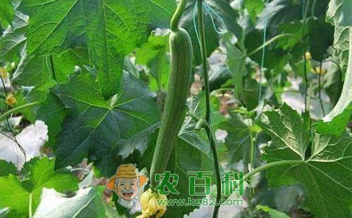 丝瓜白斑病的症状、病原、侵染规律及防治措施