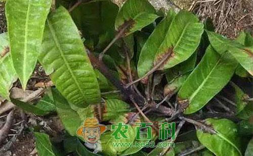芒果春季病害的发病特征、发病原因及防治技术