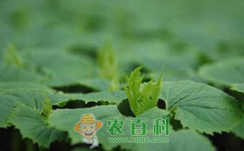 苦瓜苗无顶芽现象的发生原因及预防措施