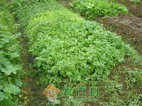 夏季香菜如何种植