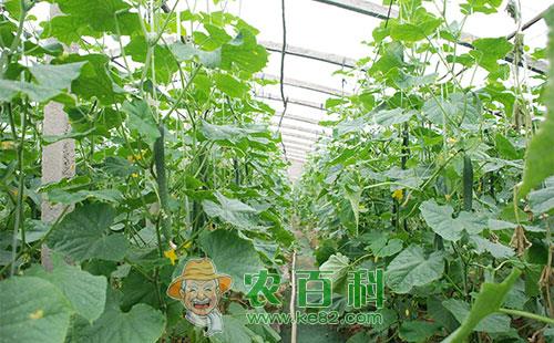 大棚黄瓜冻害发生原因及预防措施总结