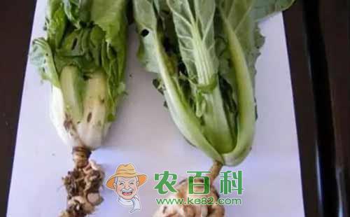 蔬菜根肿、死棵了，肿么办？