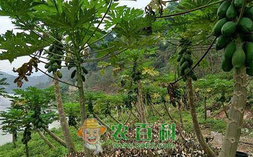 番木瓜高产优质栽培技术总结