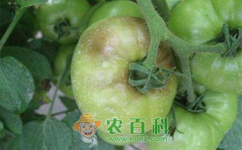 秋季番茄烂果的防治对策分析介绍