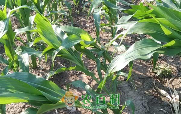 玉米除草剂药害症状、原因和预防措施