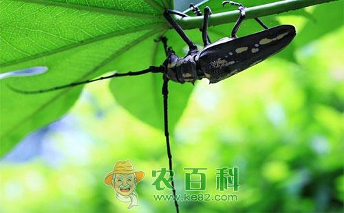 枣树星天牛的形态特征、生活习性及防治方法