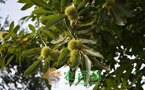 板栗橙斑白条天牛的形态特性、危害特点、繁殖规律及防治措施