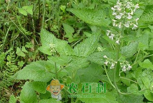 荆芥种植时间及荆芥的种植方法