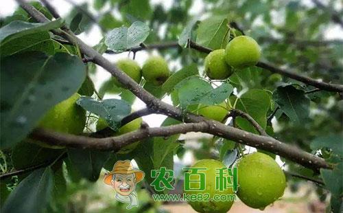 梨石痘病的受害症状、传播途径及防治方法