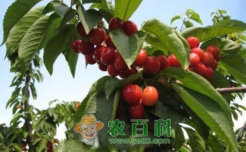 甜樱桃褐斑病的发病症状、发生规律及防治措施