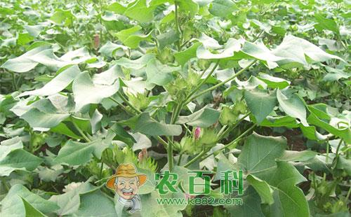 棉花现蕾期及蕾铃期病虫害防治技术