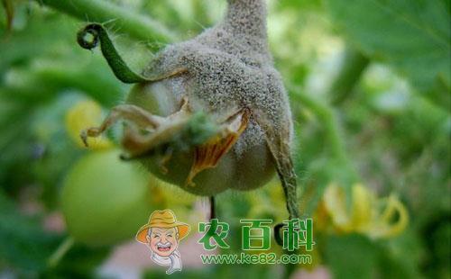 大棚番茄灰霉病的危害症状、发病条件及防治方法