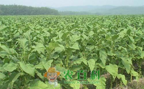 烟草连作障碍的原因及其防治对策总结
