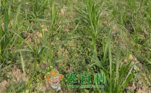 麦田野燕麦的防治办法,其实很简单!