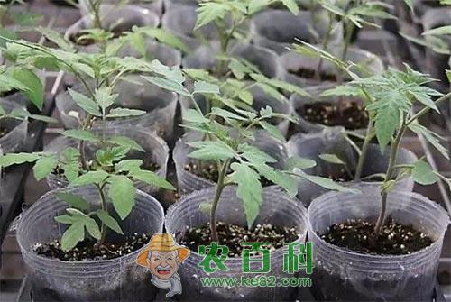 番茄育苗应该注意的要点知识总结