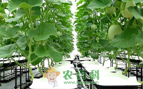 甜瓜摘心方式及注意事项