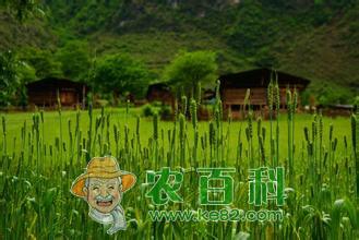 小麦除草剂