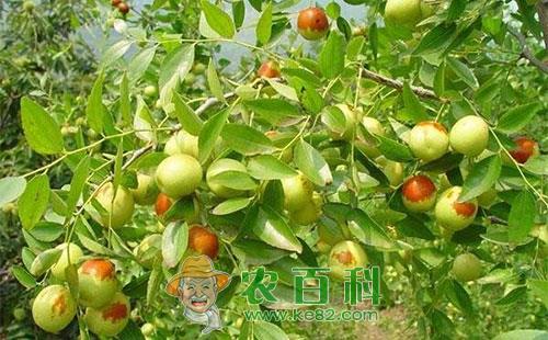 枣疯病的发病症状、原因、规律及防治技术