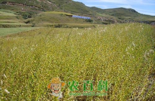 冬亚麻栽培技术措施详解