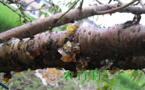 桃树流胶是什么原因,桃树流胶病怎么防治