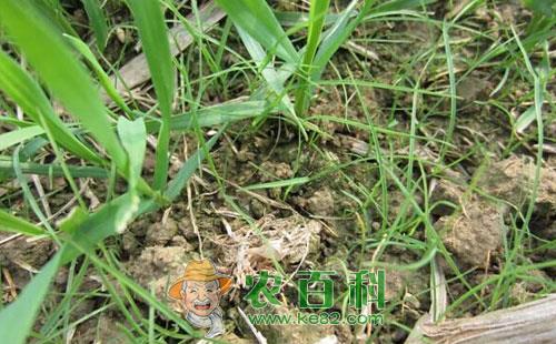 解决抗性杂草老大难，苗前封闭是趋势