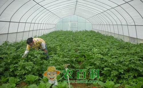 大棚种植马铃薯该如何做呢?有哪些注意事项呢?