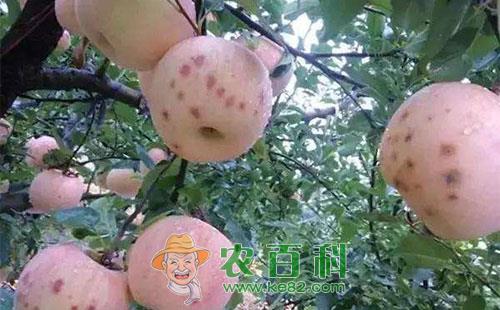 苹果痘斑症的危害、传播途径、发病原因及预防措施
