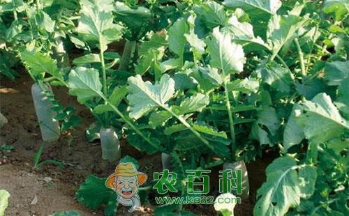 萝卜斑枯病的主要症状、发病特点及防治方法