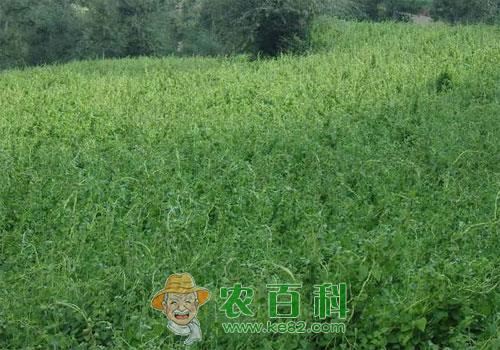 探索总结党参种苗高产繁育技术