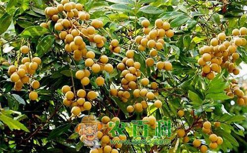 龙眼瘿螨的特征习性、危害症状及防治方法