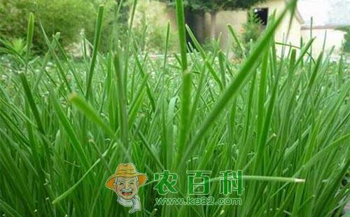 大棚韭菜栽培管理技术总结