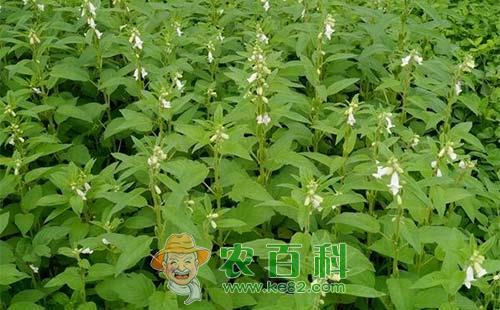 芝麻田杂草的危害及化学防除技术