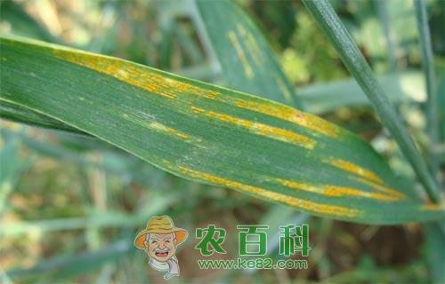 小麦条锈病的发生症状、病原与防治