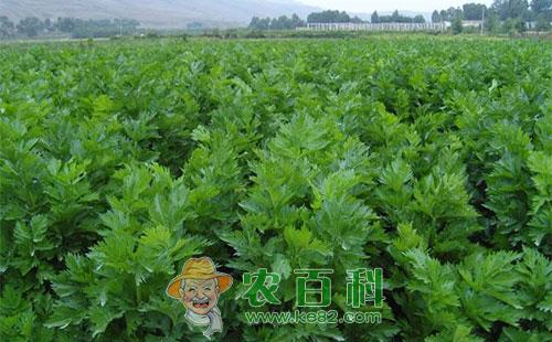 芹菜美洲斑潜蝇的危害症状、发生规律及综合防治措施