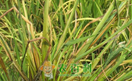 水稻矮缩病的危害症状、发生规律及防治方法