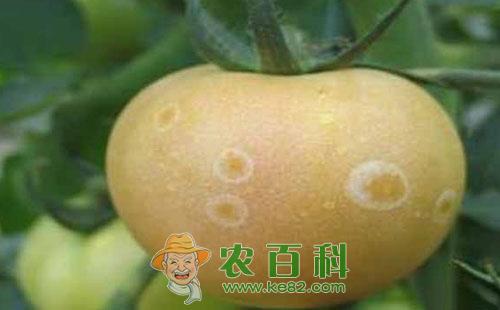 秋季番茄烂果的防治对策分析介绍