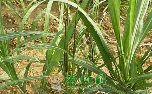 甘蔗黑穗病的症状表现、传播途径及防治方法