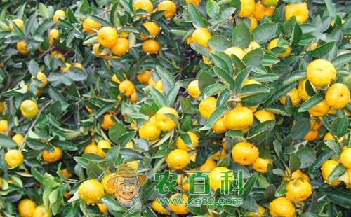 蜜桔冻害的预防及受冻后的护理措施详细介绍