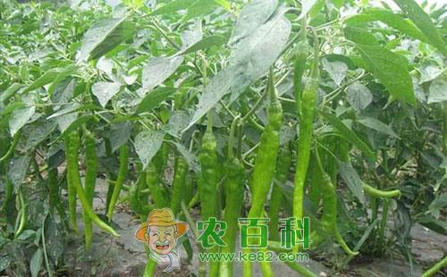 辣椒为什么要轮作,辣椒轮作该怎么办?