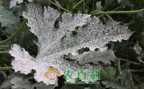 西葫芦白粉病的发病症状、规律及防治措施