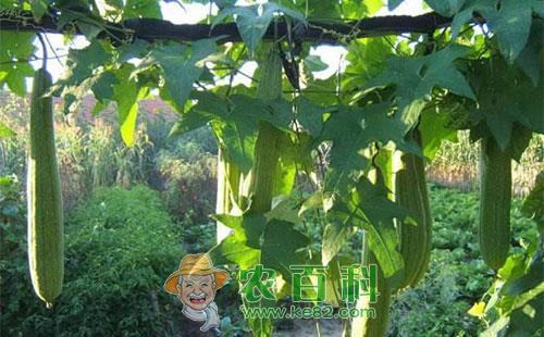 丝瓜缺素的原因分析以及预防措施