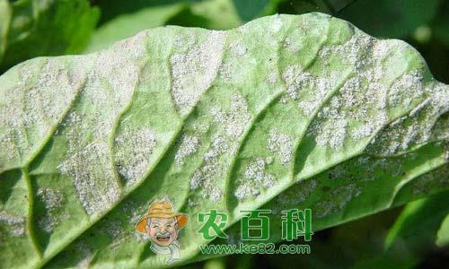 萝卜霜霉病识别要点及防治方法