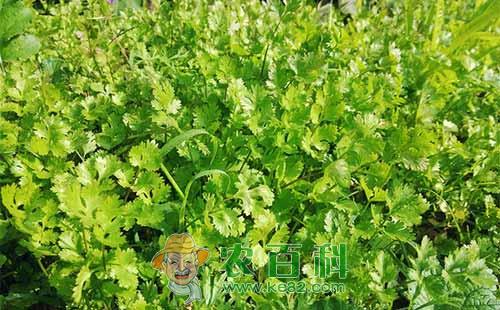 香菜什么时候种，香菜的种植方法